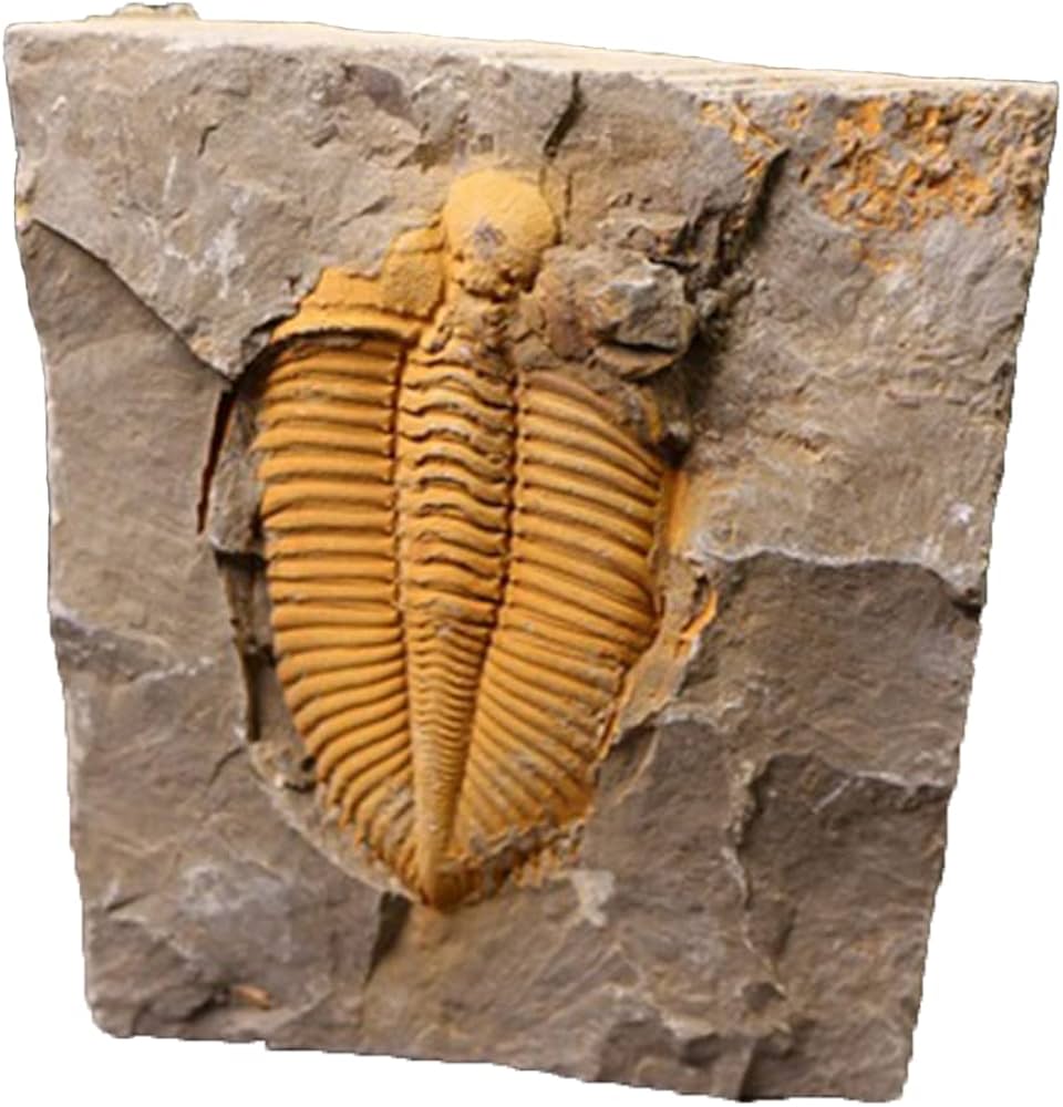 Amazon.co.jp: JIANEEXSQ 45000万年前 中国の運南産の本物の三葉虫化石