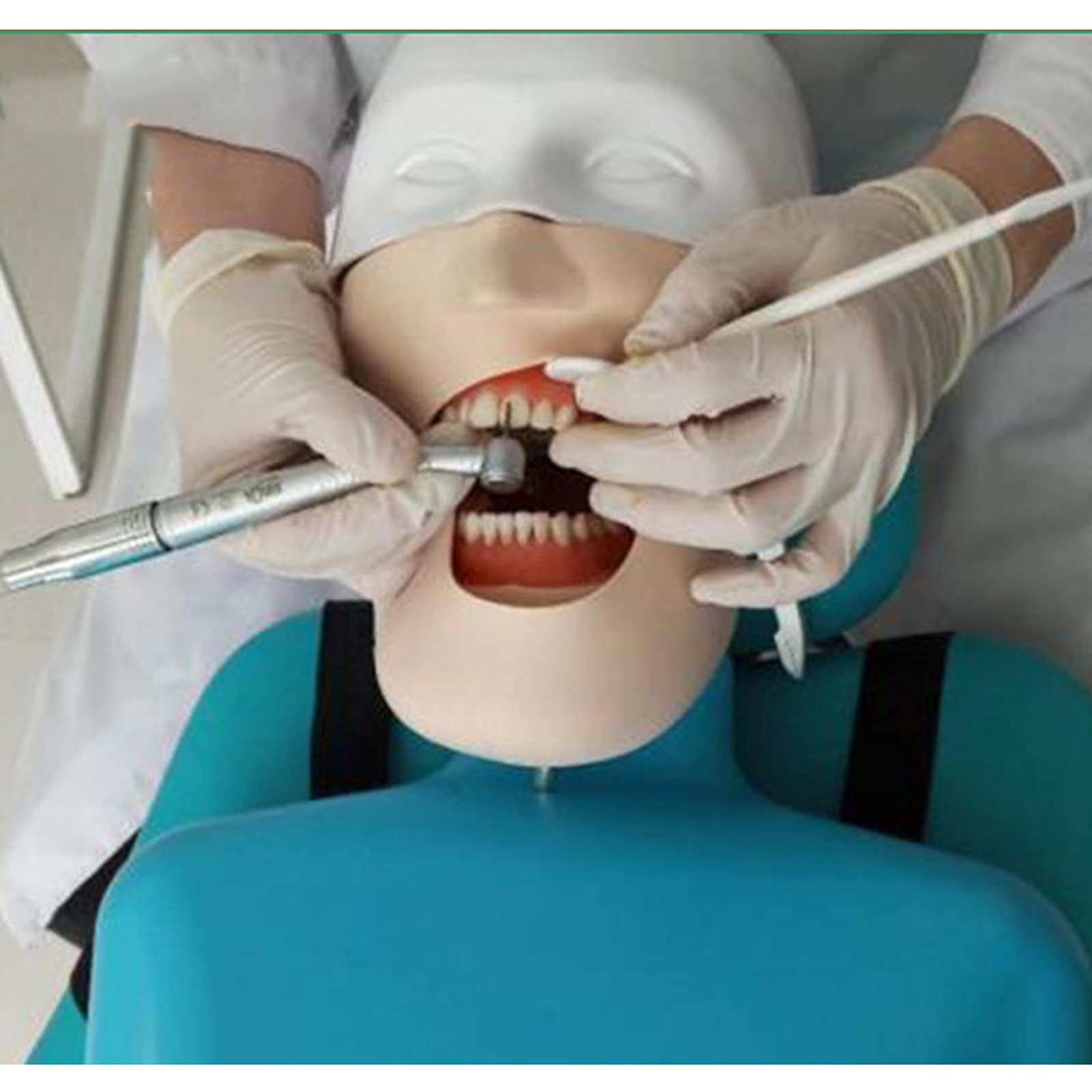 Amazon.co.jp: 歯科教育用ヘッドモデル、練習用歯科医教育用練習モデル