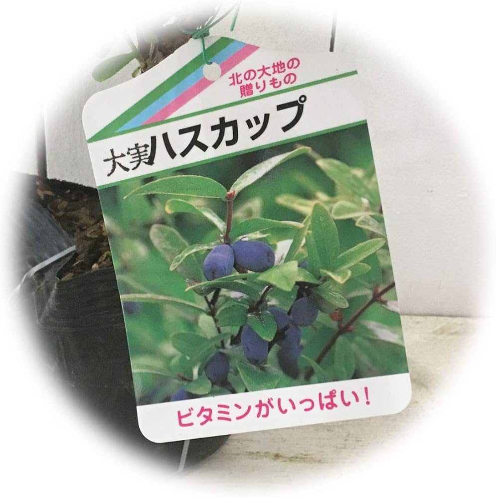 Amazon | ハスカップ 苗木 優良系ハスカップ 12cmポット苗 ハスカップ