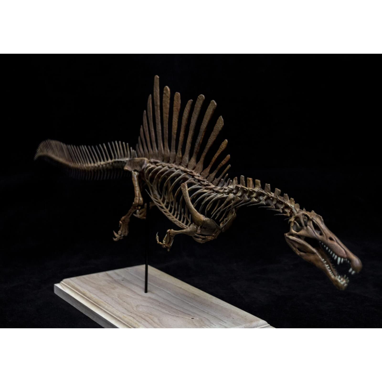 Amazon | VWUVWU 1/20 サイズ スピノサウルス スピノサウルス科 恐竜