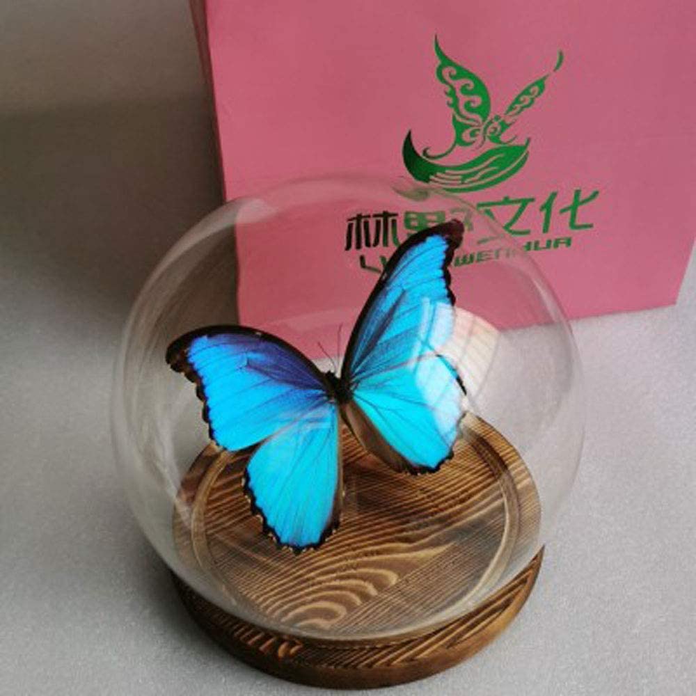 Amazon | Morpho Menelaus,Morpho Didius、蝶の昆虫標本、本物の蝶の
