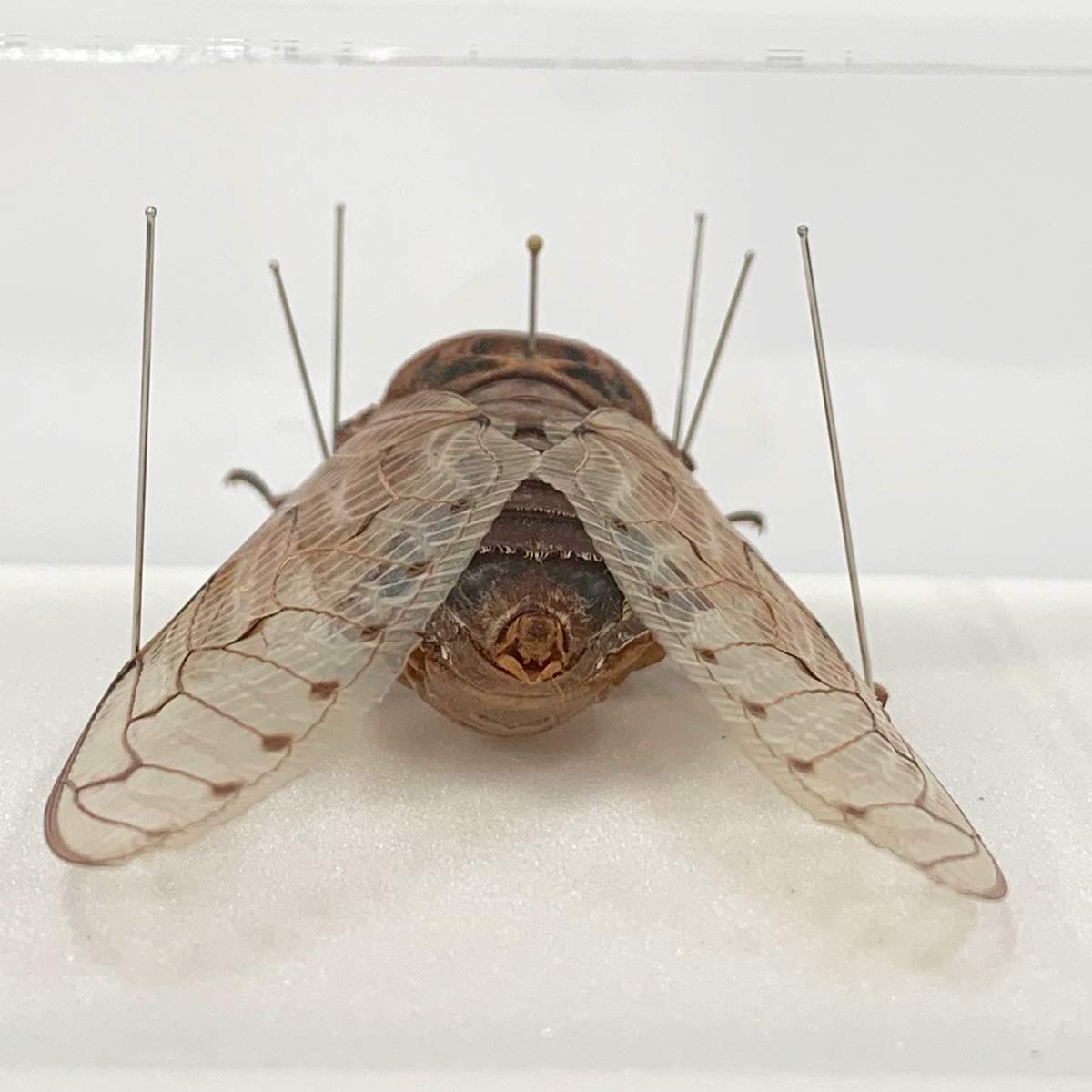 Amazon.co.jp: 蝉の標本 テイオウゼミ アクリルフレーム 透明 : ホーム