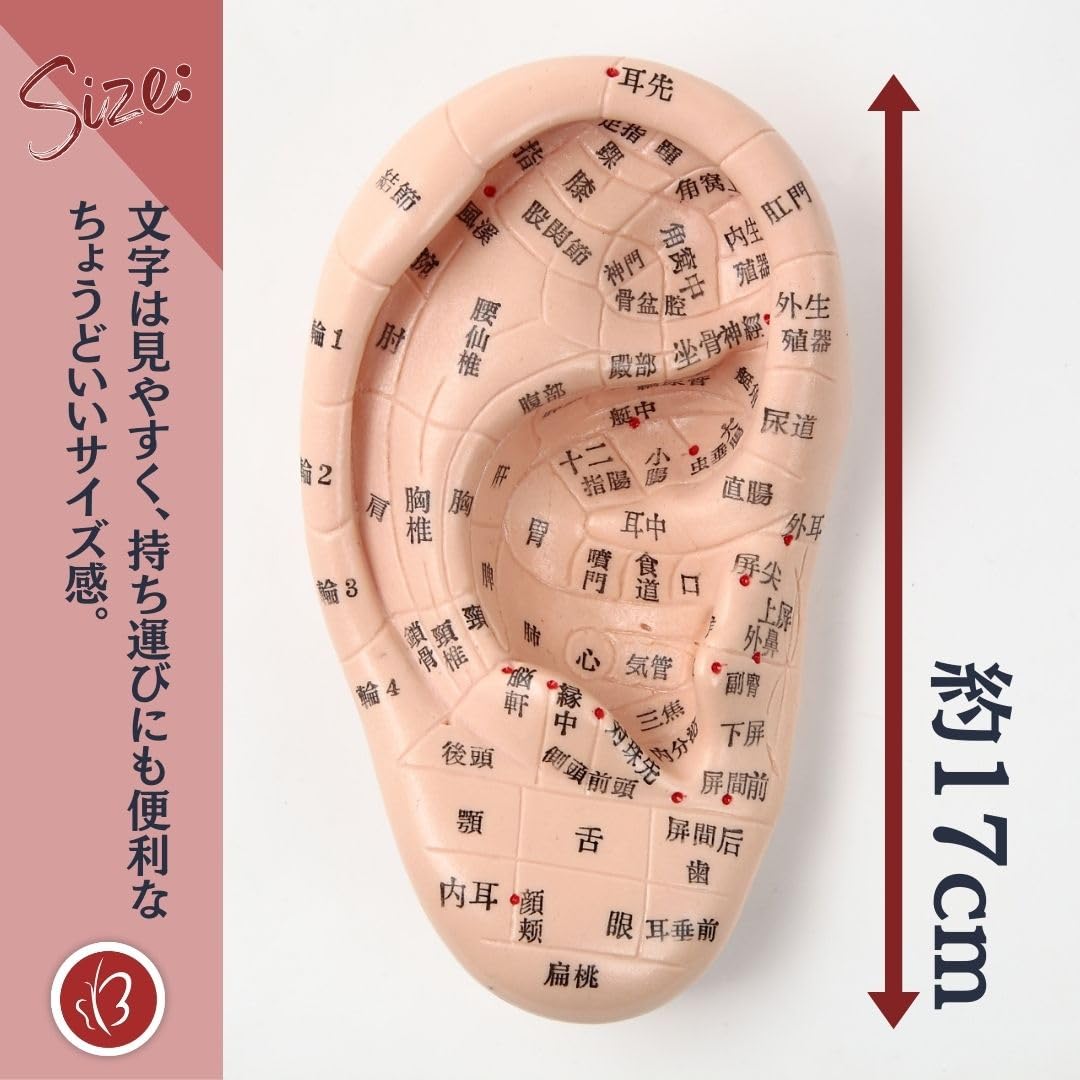 Amazon.co.jp: Beautear 耳模型 日本語版 17cm 耳つぼ模型 耳つぼ