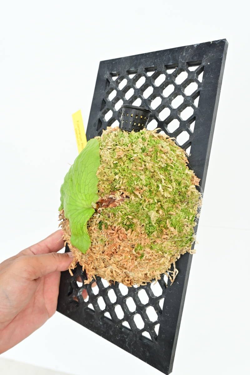 Amazon.co.jp: P.coronarium Philippines Dwarf① @bikamori.com