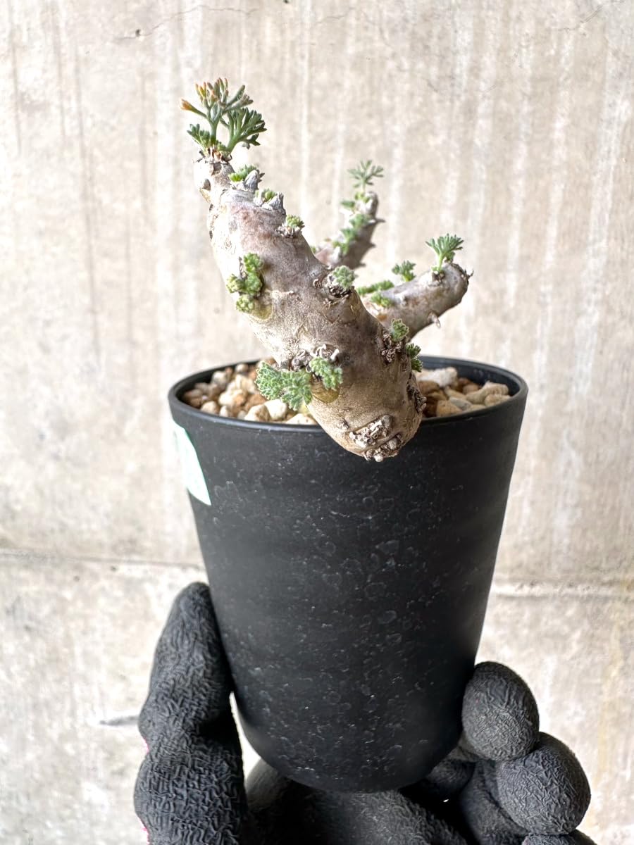 Amazon｜【現品限り】サルコカウロン・ムルチフィズム 現地株 おそらく