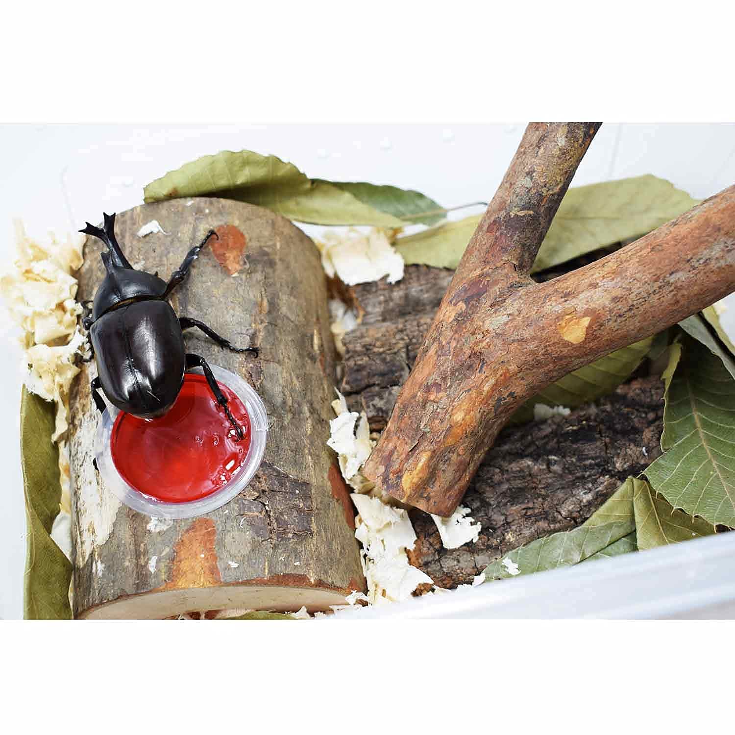 Amazon | えさ皿 昆虫のかくれ木 のぼり木 クワガタ 隠れ家 飼育木
