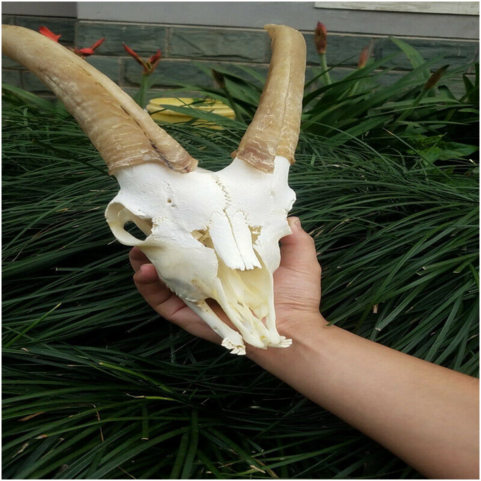 Amazon.co.jp: ヤギの頭蓋骨ヘッドモデル 動物の頭蓋骨モデル ヤギの