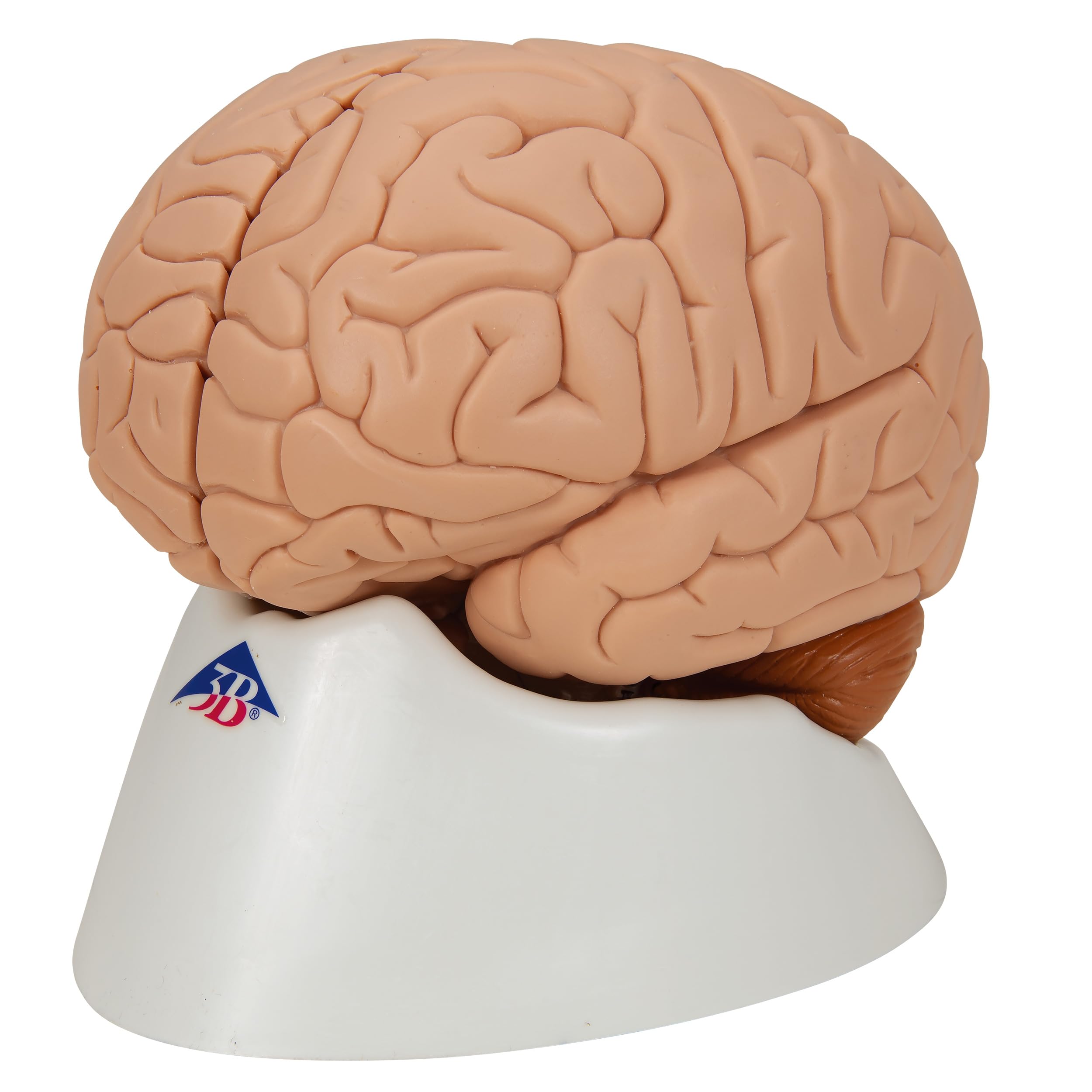 Amazon.co.jp: 脳の正中矢状面を観察できる脳模型 - 脳，2分解モデル