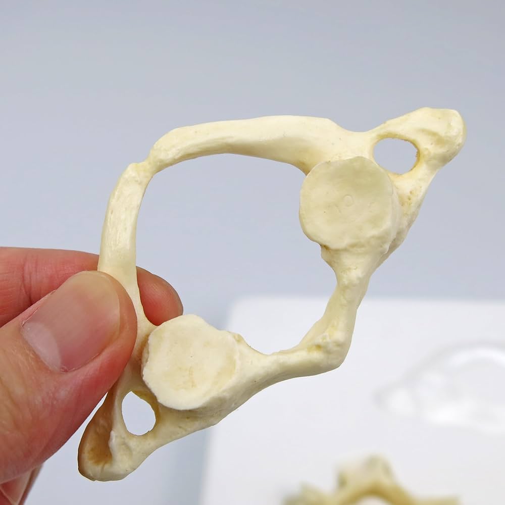 Amazon.co.jp: 実物と区別が難しいほど忠実に再現した頚椎模型です