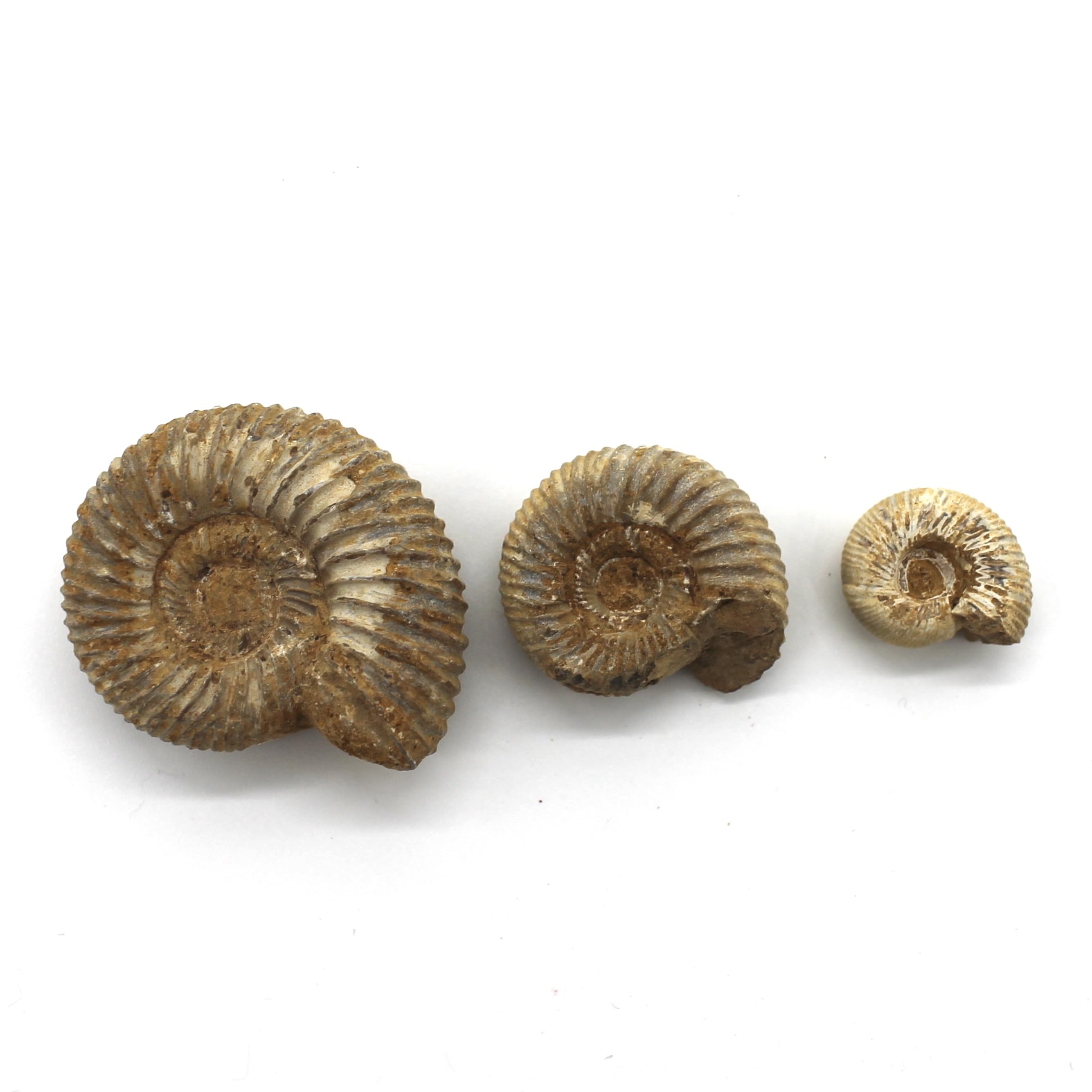 Amazon | つくしサイエンス アンモナイト化石 オルソスフィンクテス