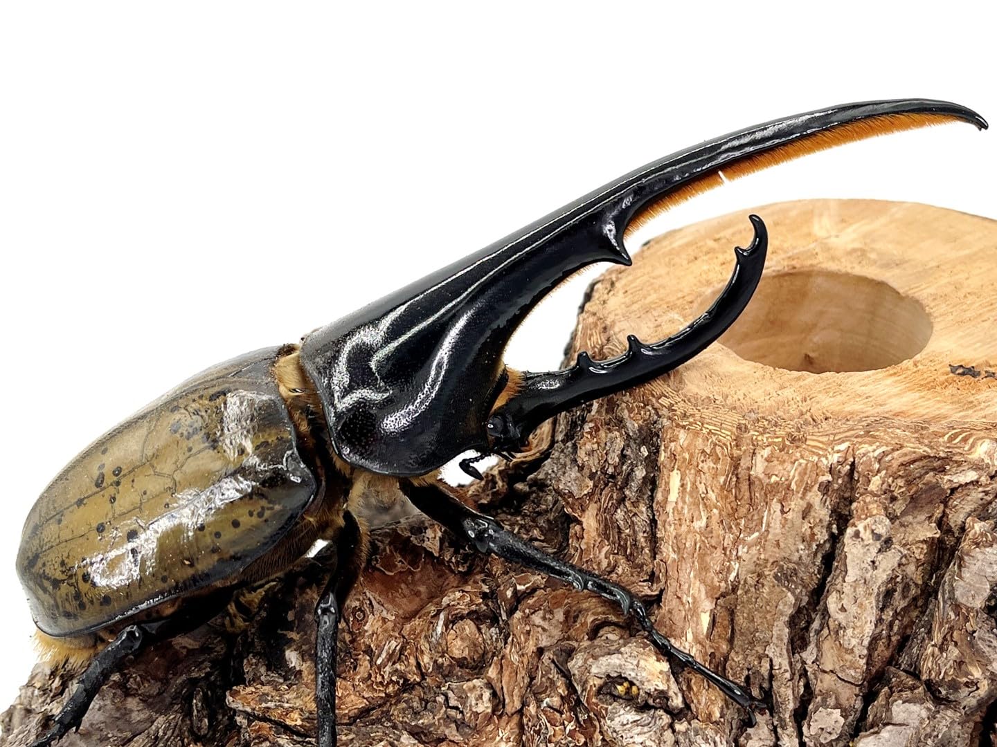 Amazon | ＼10％OFF！最大2,860円割引／【DDA】ヘラクレスオオカブト