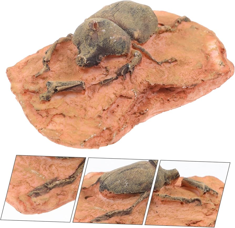 Amazon | NUOBESTY 古生物学的装飾化石ボックス 昆虫標本 科学教育用