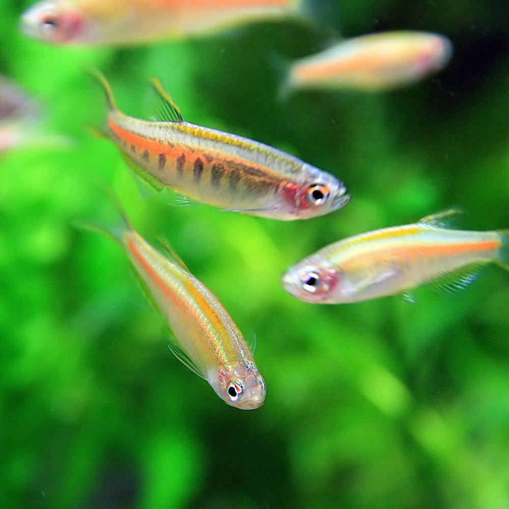 Amazon | (熱帯魚)オレンジグリッターダニオ （約2cm）＜4匹＞[生体
