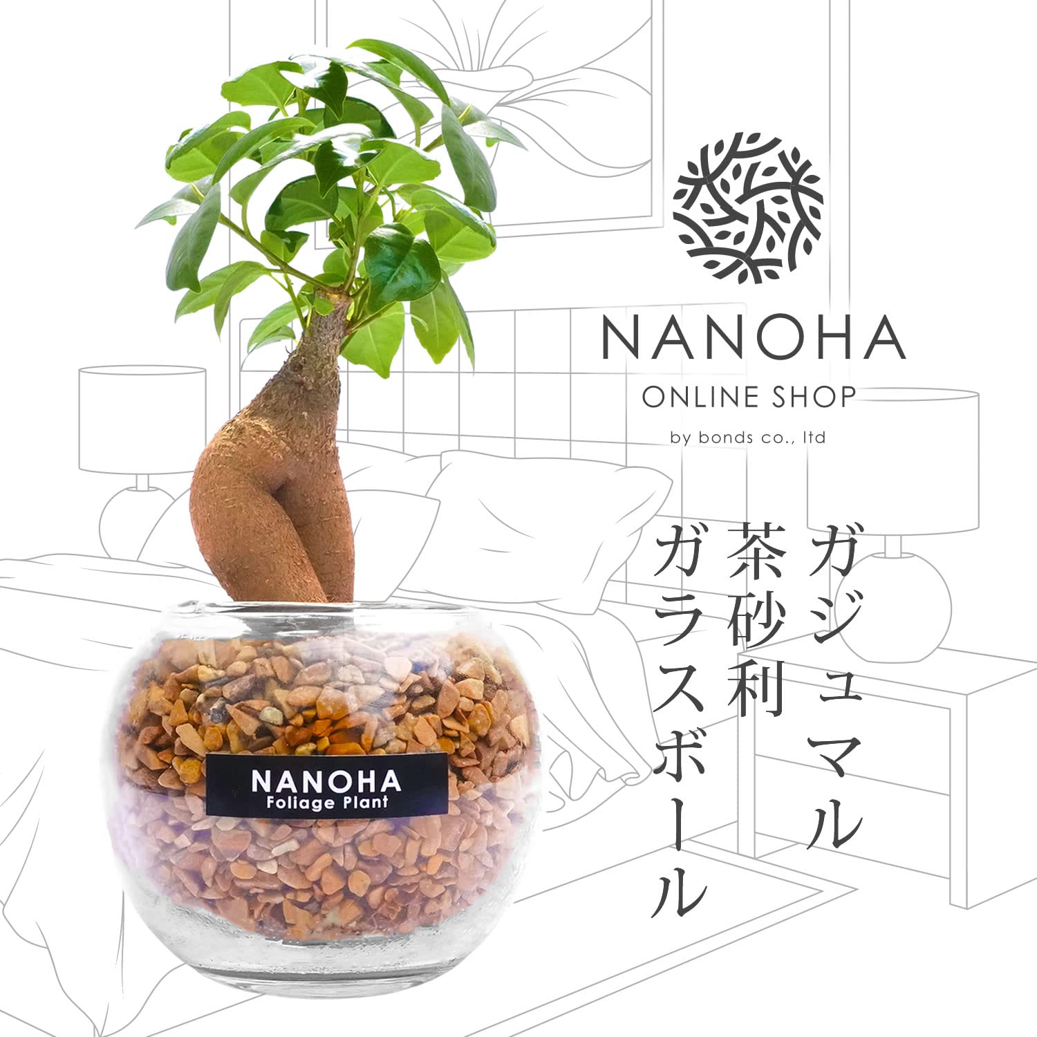 Amazon｜ガジュマル 茶砂利 ガラスボール 土を使わず衛生的 観葉植物