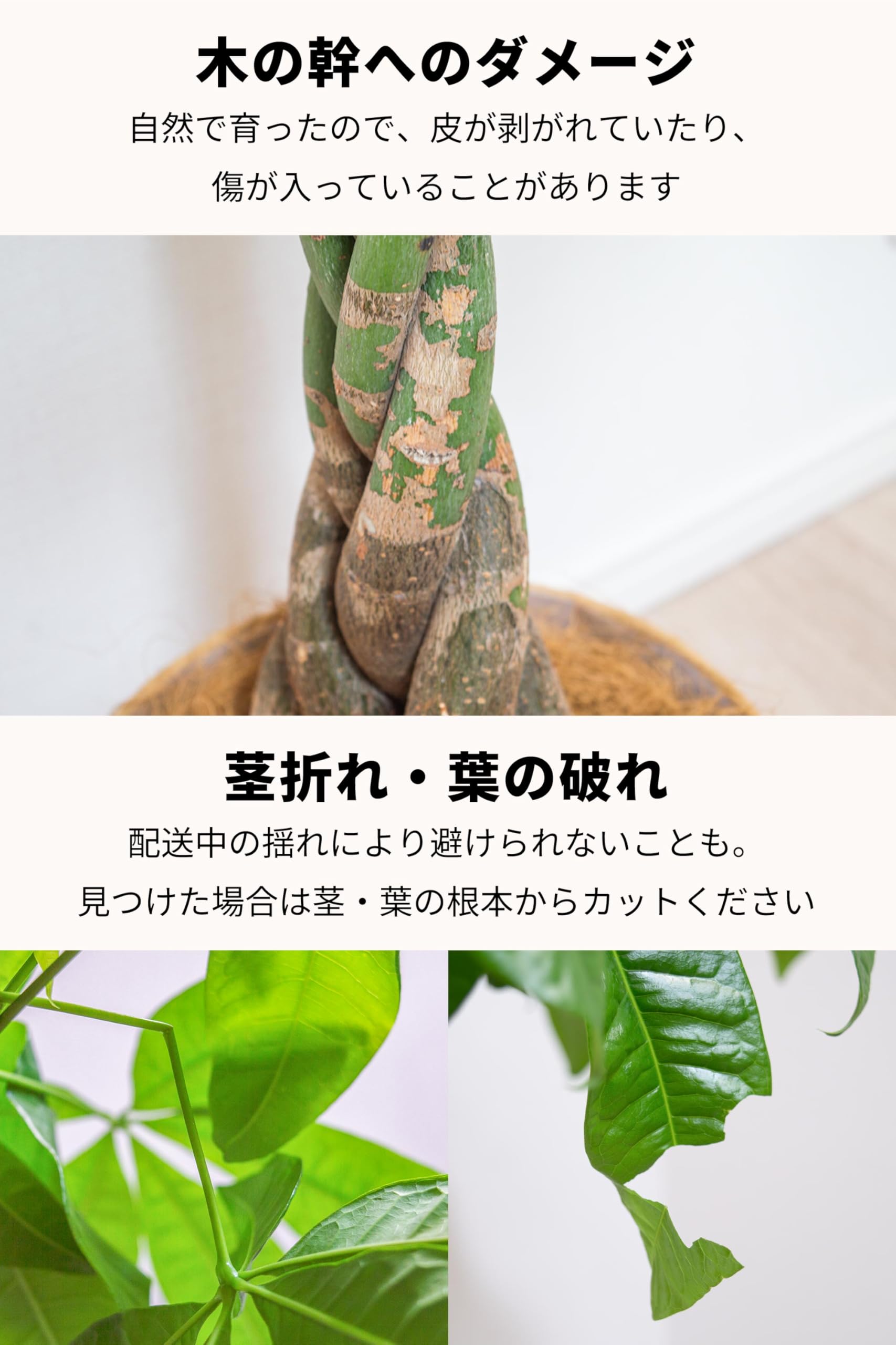Amazon｜[ miipas ] パキラ 5号鉢 観葉植物 本物 ねじり 編み込み 幸運