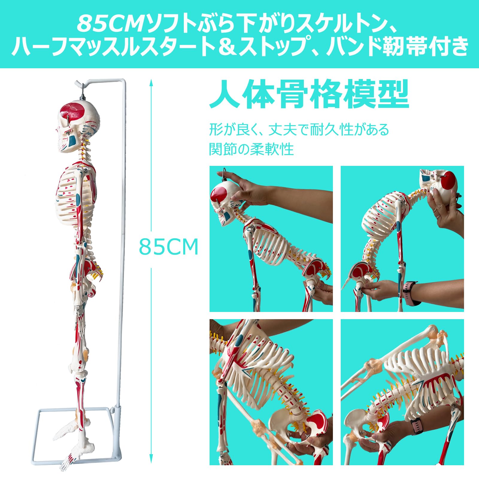 Amazon.co.jp: timiland 人体骨格模型 【サスペンションモデル 85cm