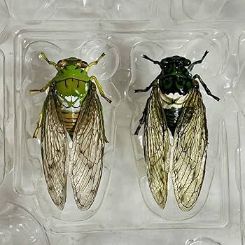 Amazon | 【美品】YUJIN ユージン 原色日本昆虫図鑑Ⅰ・Ⅱ