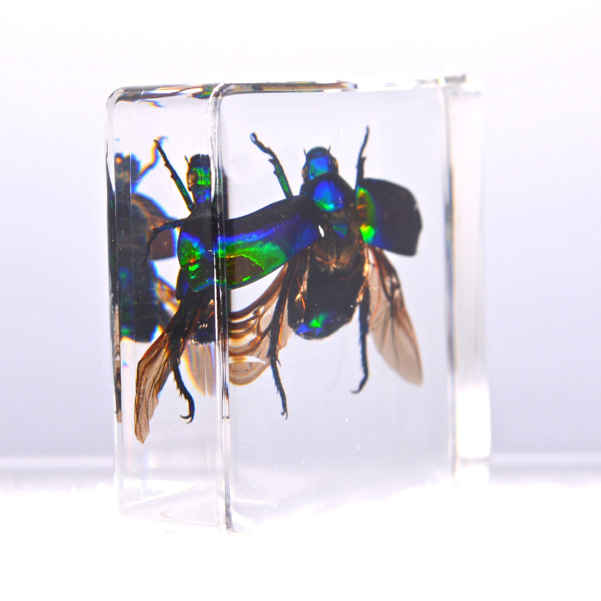 Amazon | [透明標本制作所]樹脂封入 標本 コガネムシ Bタイプ スカラベ
