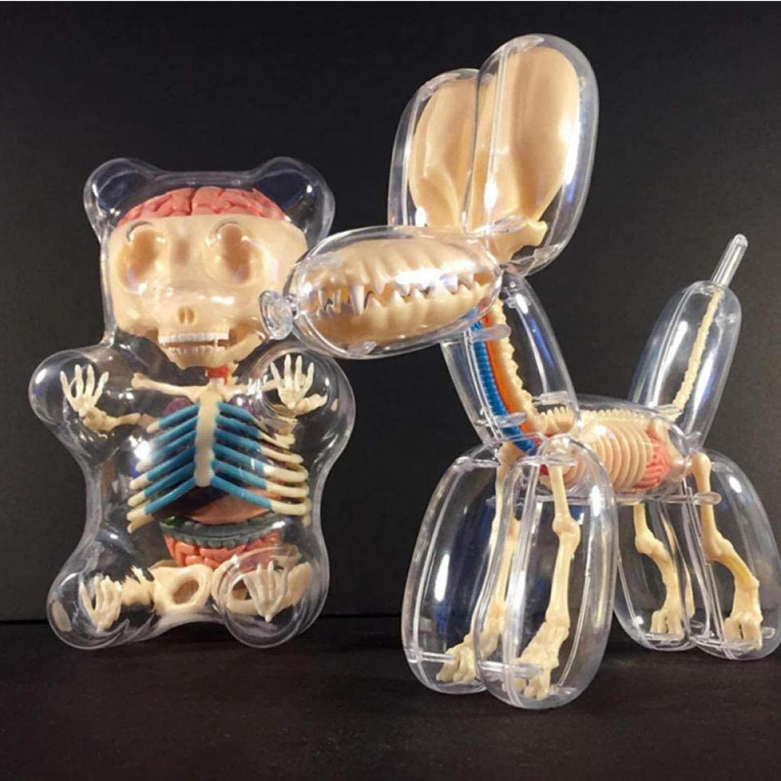 Amazon.com: Balloon Dog Bone Perspective Anatomical Model, 4D