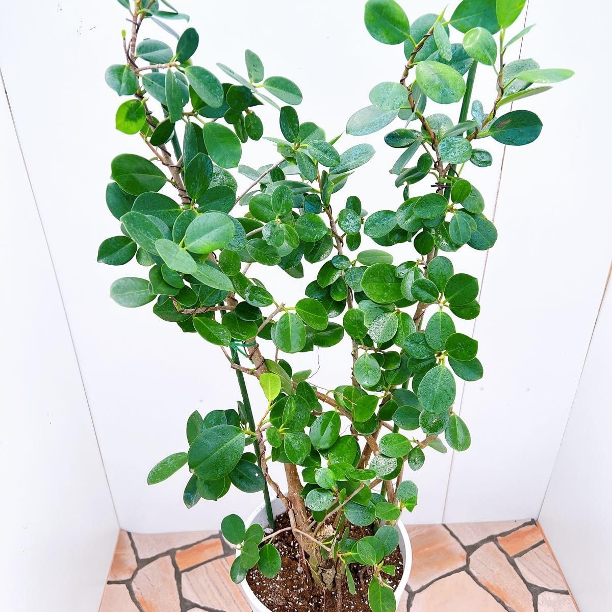 ガジュマル パンダガジュマル 51番 希少 インテリアグリーン かわいい