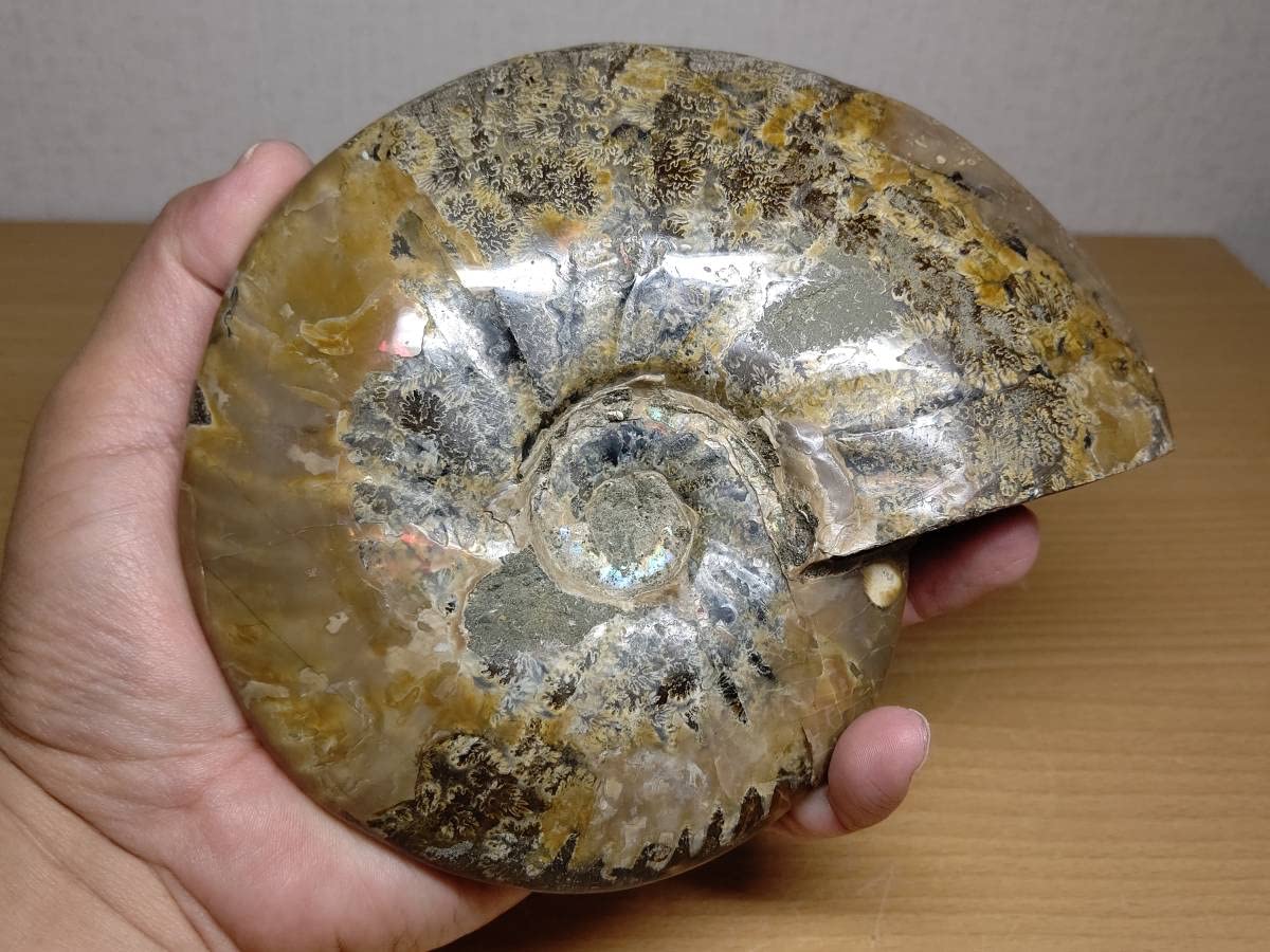 Amazon.co.jp: 【虹入1kg】アンモナイト化石アンモライト原石宝石