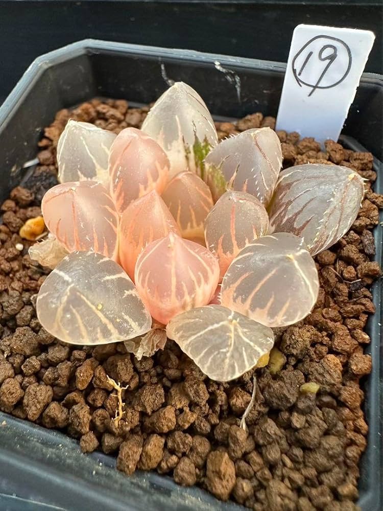 Amazon｜ハオルチア 多肉植物 白蓮オブツーサ錦 糊斑｜観葉植物