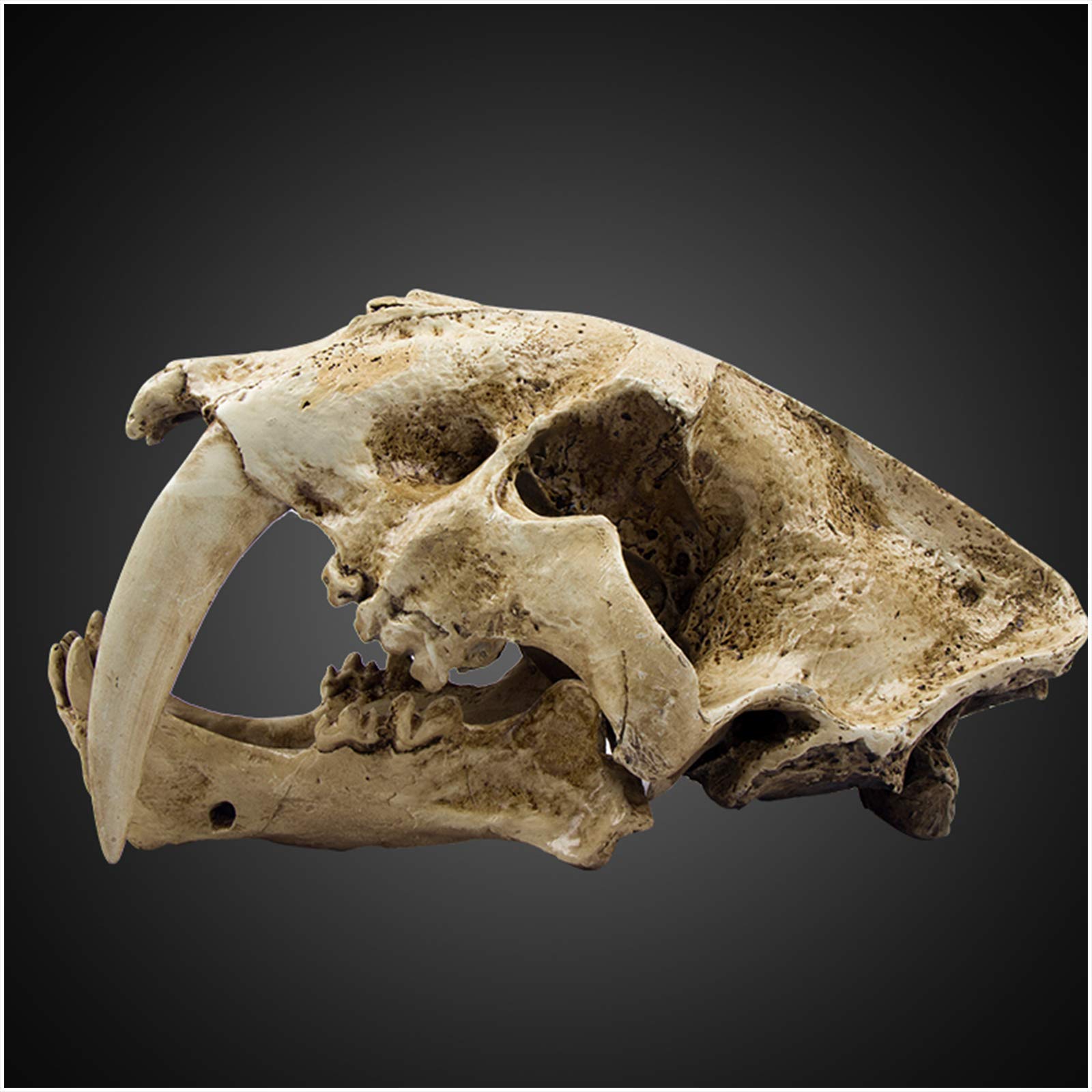 Amazon.co.jp: サーベルタイガーの化石頭蓋骨動物モデル - 樹脂製