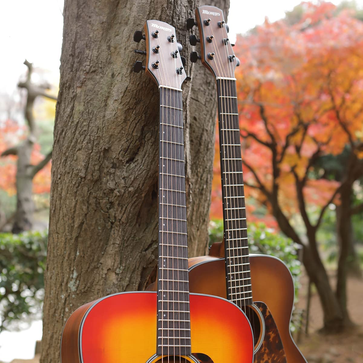 Amazon.co.jp: Morris モーリス Perfomers Edition F-021 VS