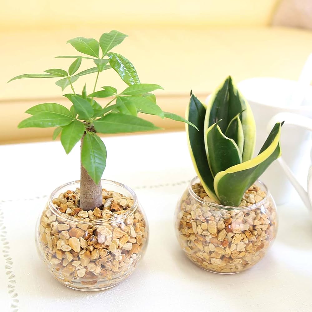 Amazon｜【ブルーミングスケープ】土を使わない観葉植物 ミニ観葉植物