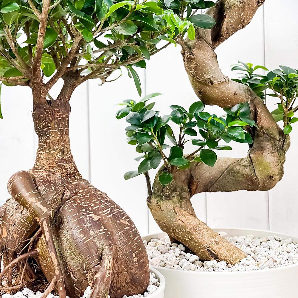 Amazon.co.jp: PLANCHU 観葉植物 ガジュマル 昇り竜＆太幹 2鉢セット 8