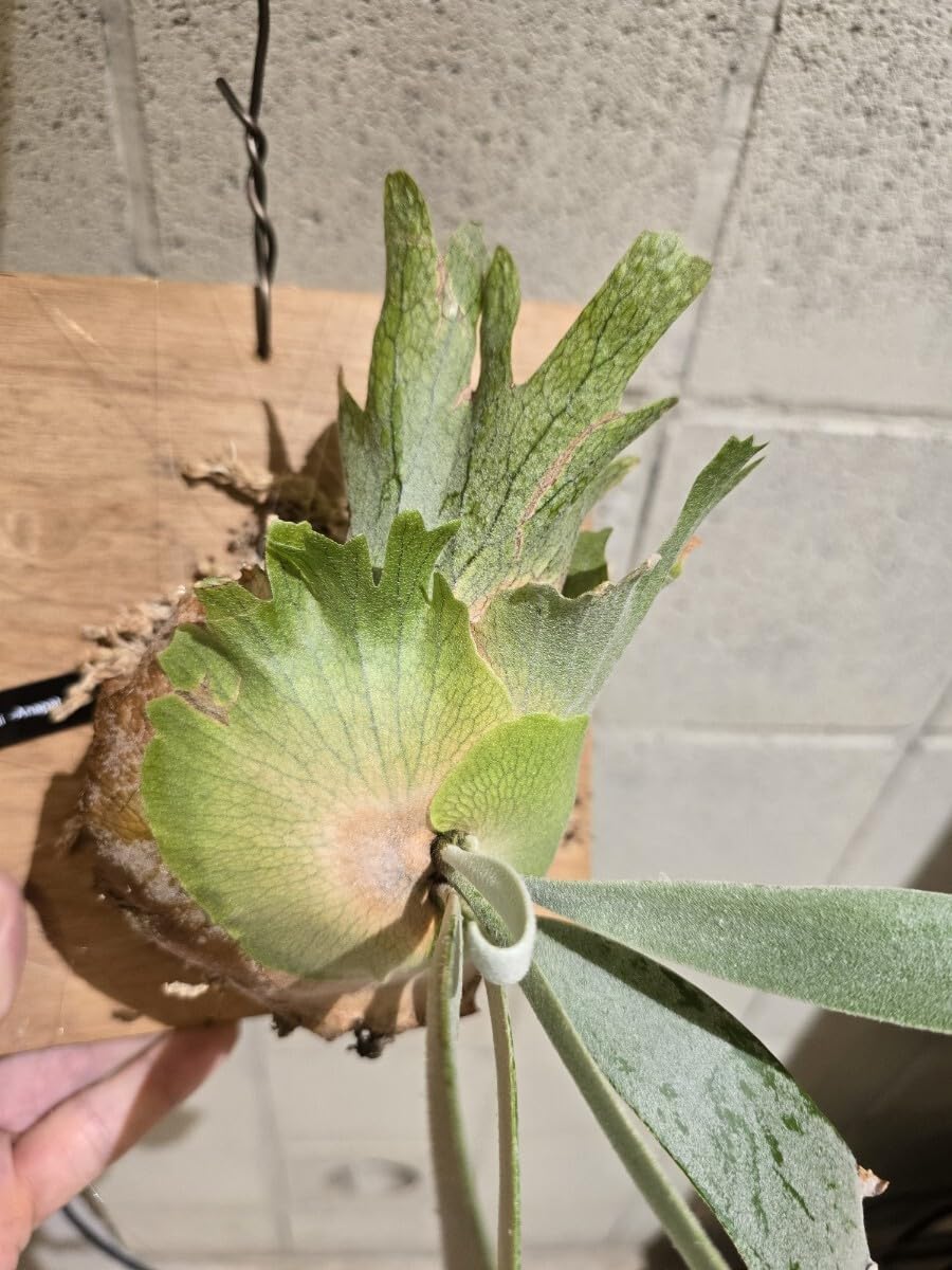 Amazon.co.jp: ビカクシダ P.Willinckii 'Anapat#9' アナパット ＃9