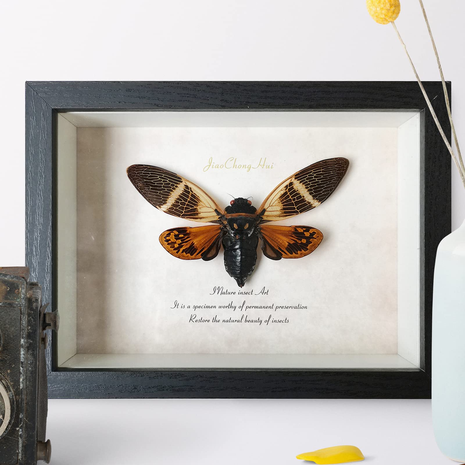 Amazon.co.jp: フォトフレーム、額縁、壁掛けフレーム、KUANGPAISI昆虫