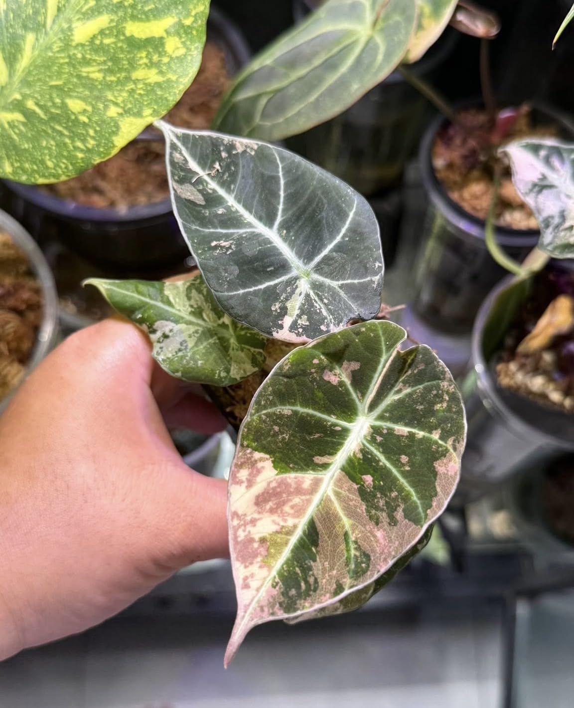 Amazon｜アロカシア ブラックベルベット, ピンク斑入り観葉植物