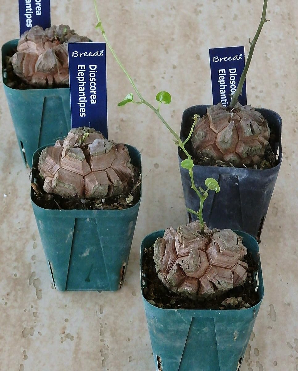 Amazon｜亀甲竜/キッコウリュウ（2.5号）コーデックス 多肉植物