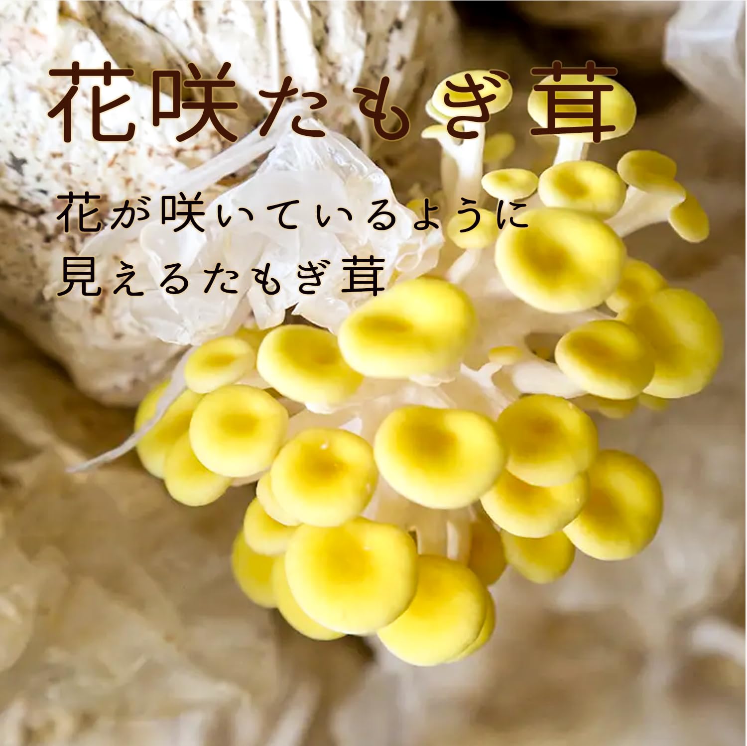 Amazon.co.jp: 乾燥 たもぎ茸 たもぎたけ 黄金たもぎだけ スーパー健康