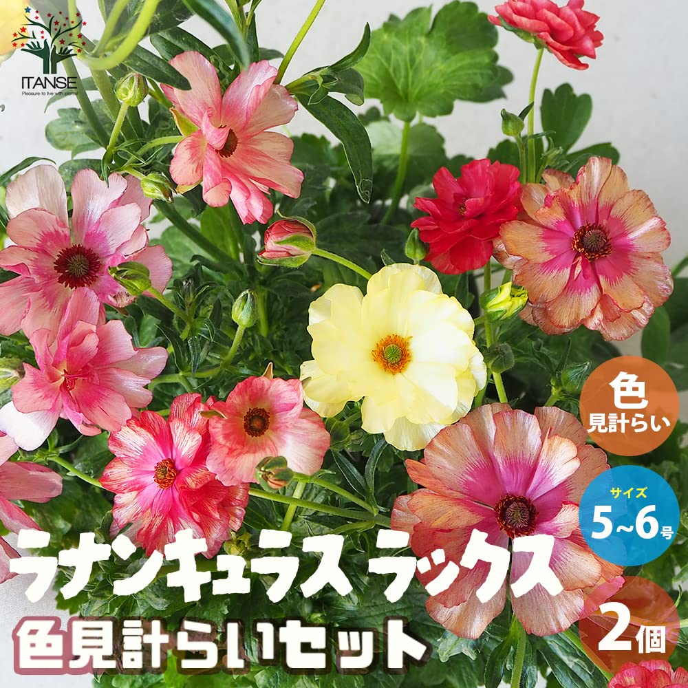 Amazon.co.jp: ラナンキュラス ラックス 色品種見計い 5～6号 2個