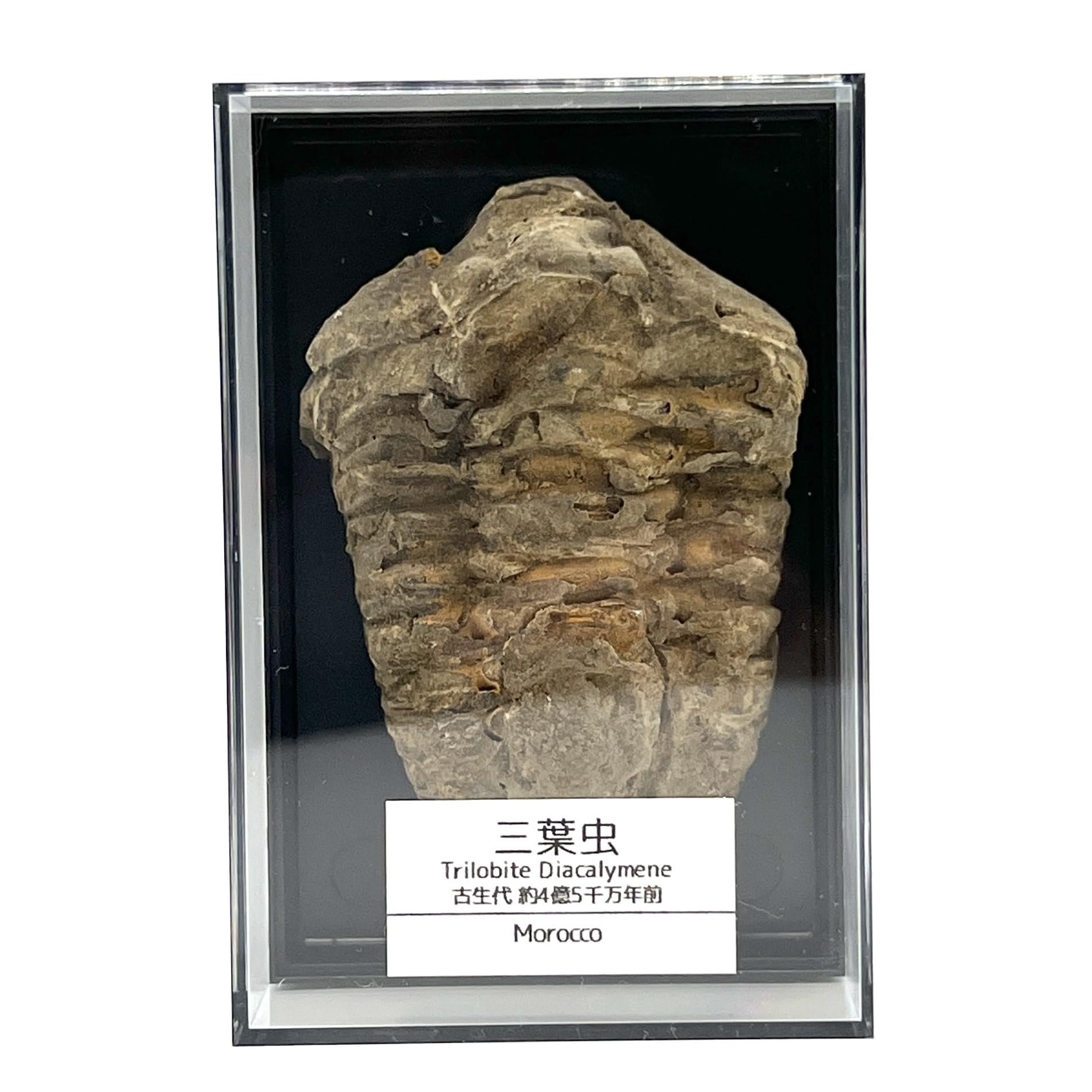 Amazon | つくしサイエンス 三葉虫 化石 恐竜 本物 古生代 モロッコ産