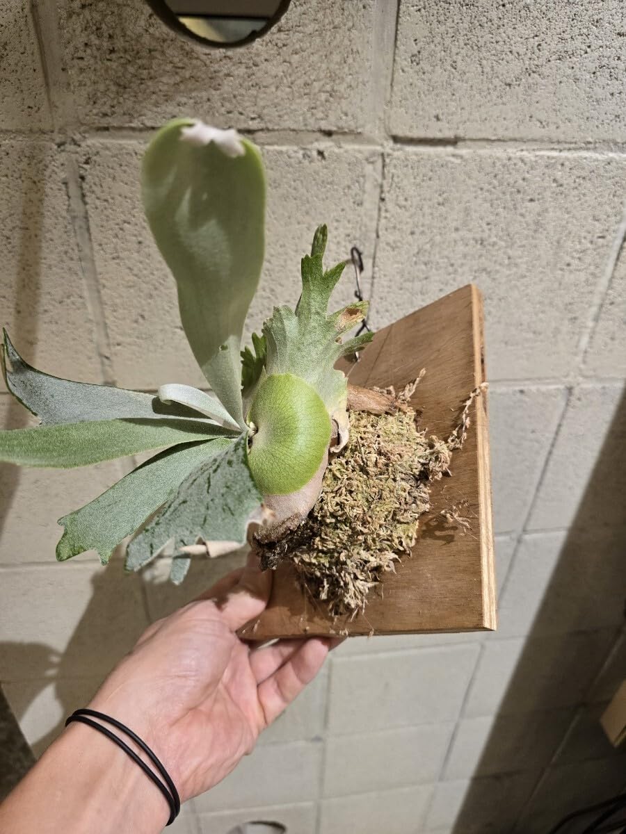 Amazon.co.jp: ビカクシダ P.Willinckii 'Anapat#9' アナパット ＃9