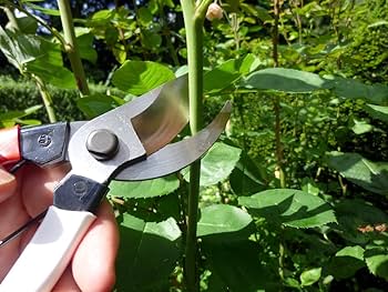 Amazon | 岡恒(Okatsune) 剪定鋏ユニーク 210mm (ブリスター入) No.104