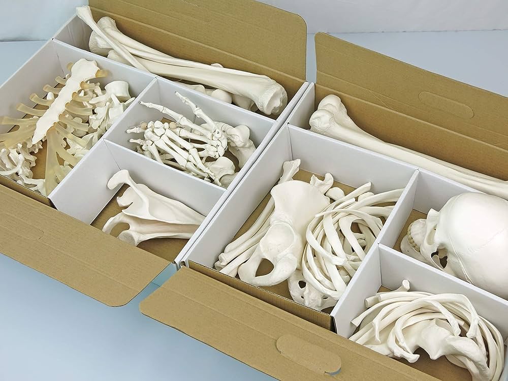 Amazon.co.jp: 全身の骨を集めた骨模型セット，各骨を詳しく観察でき