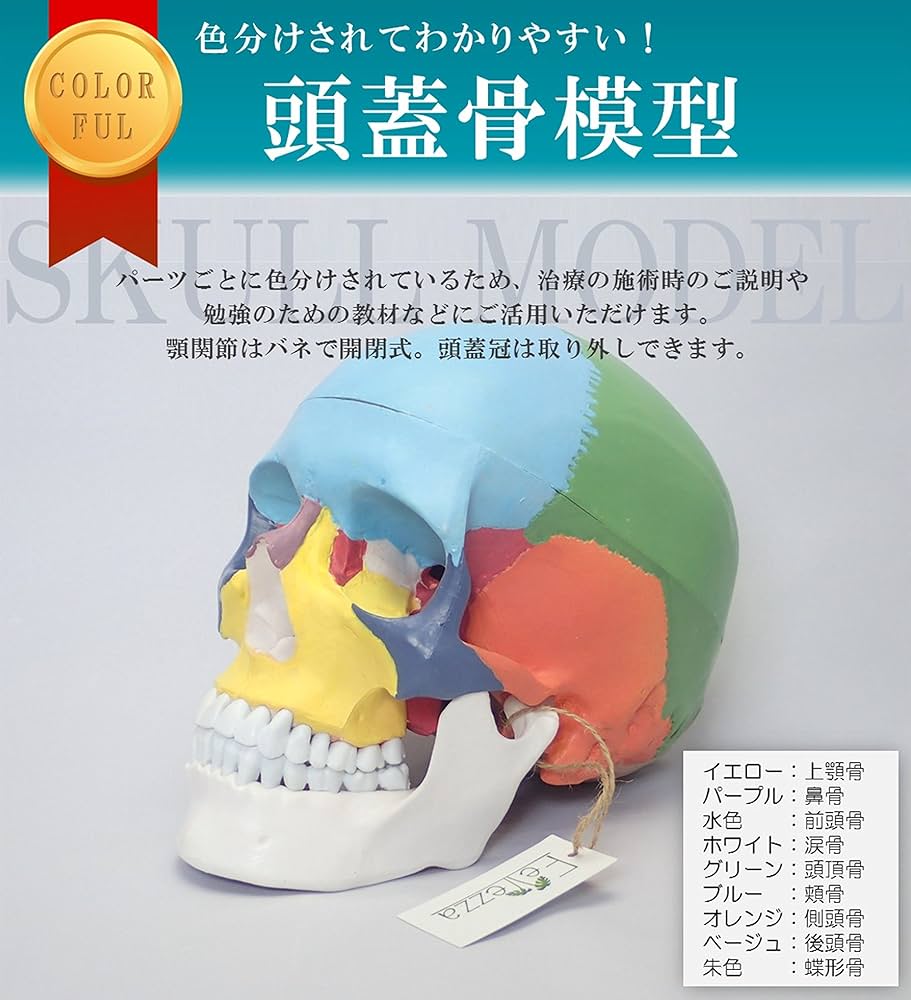 Amazon.co.jp: [Fellezza] 頭蓋骨模型 可動式頭蓋模型 歯模型 骨格