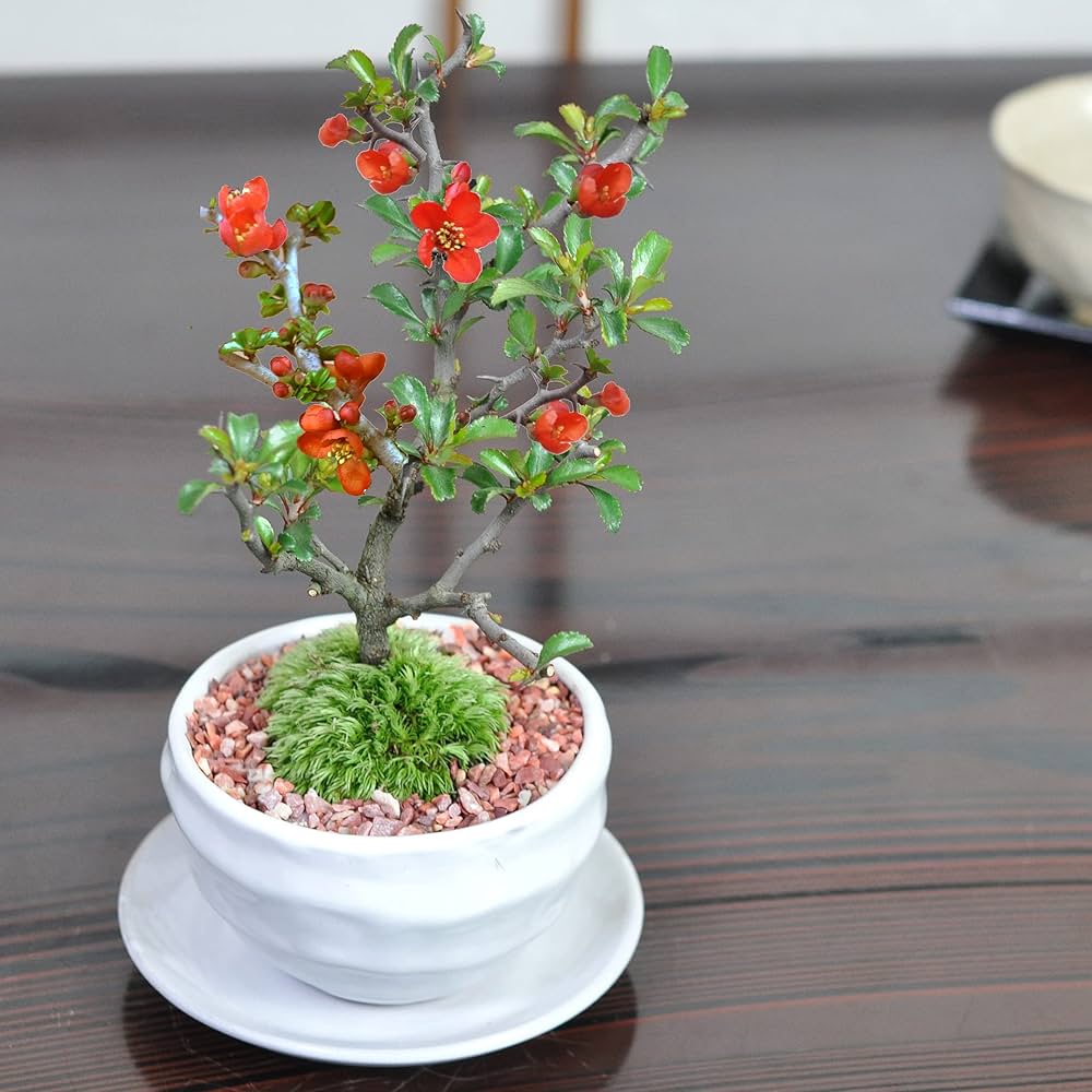 Amazon.co.jp: 母の日 盆栽妙 ミニ長寿梅 波和鉢 3号 長寿梅 ミニ盆栽