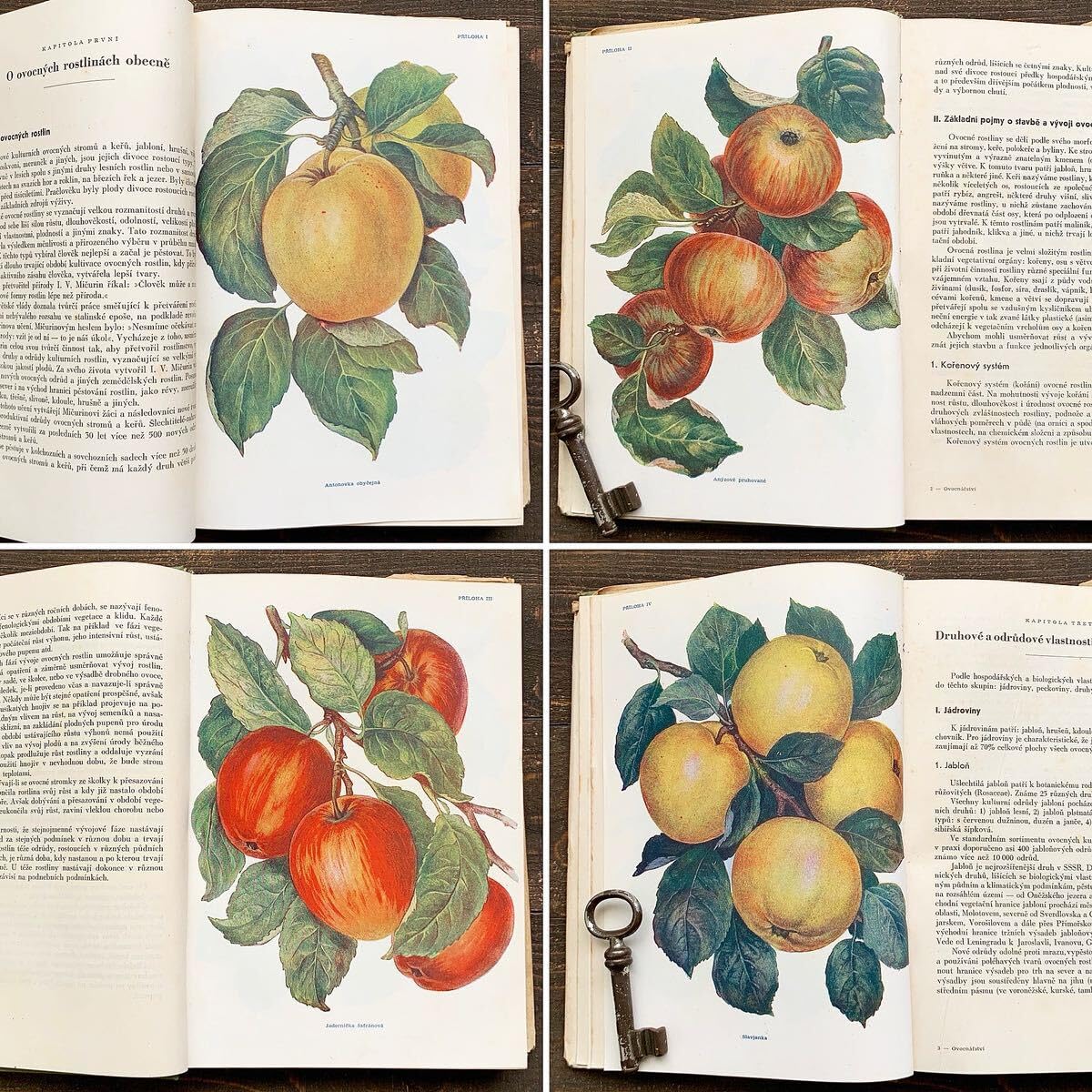 Amazon.co.jp: チェコの古い果物の図鑑(OVOCNARSTVI 1953年