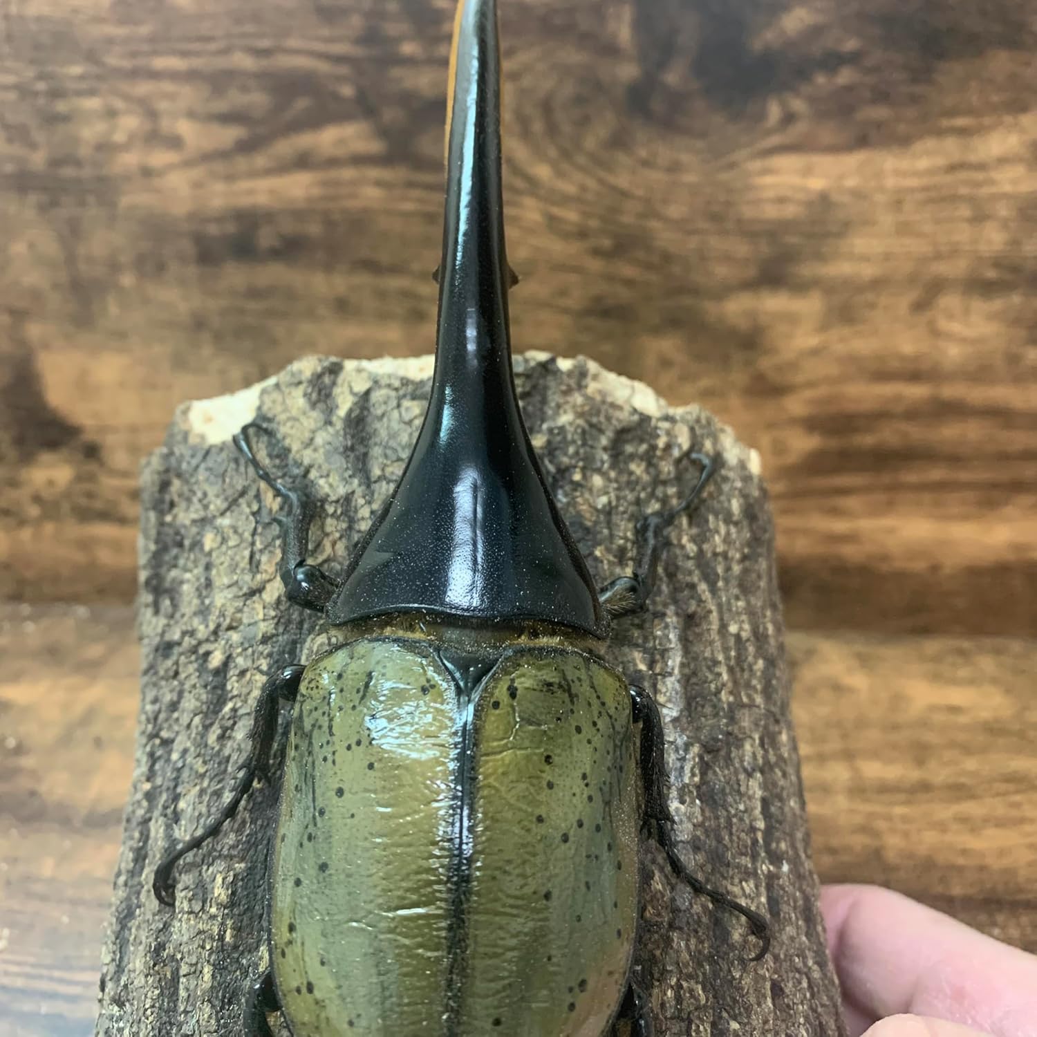 超大型極太美形血統！！ヘラクレスオオカブト158.7mm DHヘラクレス