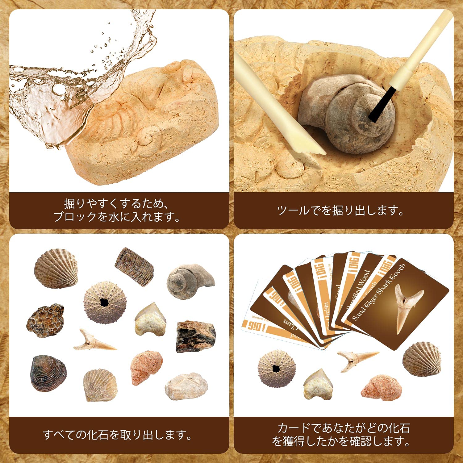 Amazon | XXTOYS 化石発掘キット 化石標本 化石 発掘 キット 天然化石