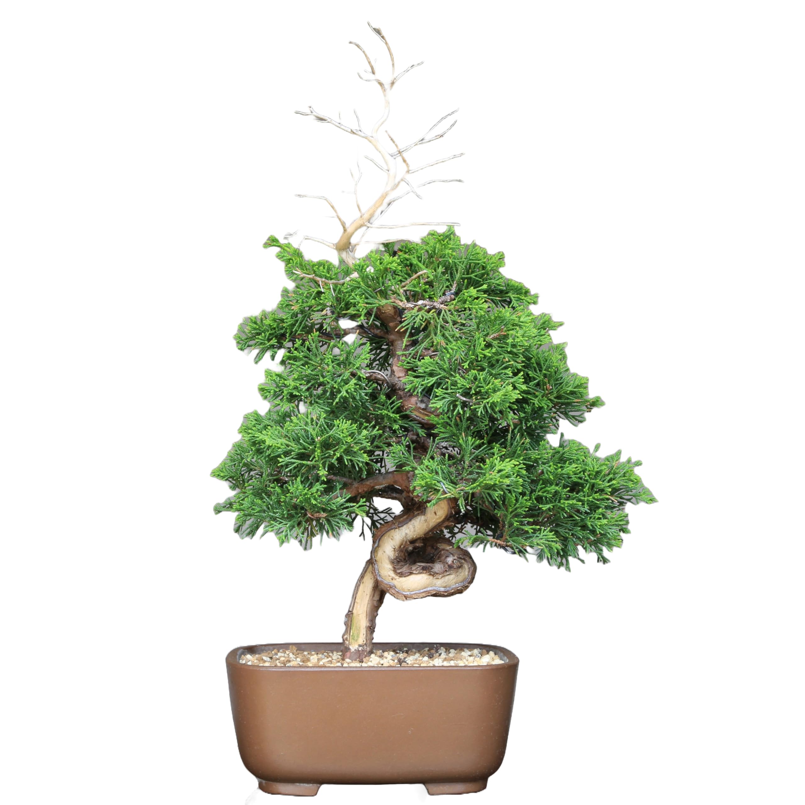 Amazon.co.jp: 糸魚川真柏（捻転幹・ジン・シャリ）小品盆栽 【泰寿園
