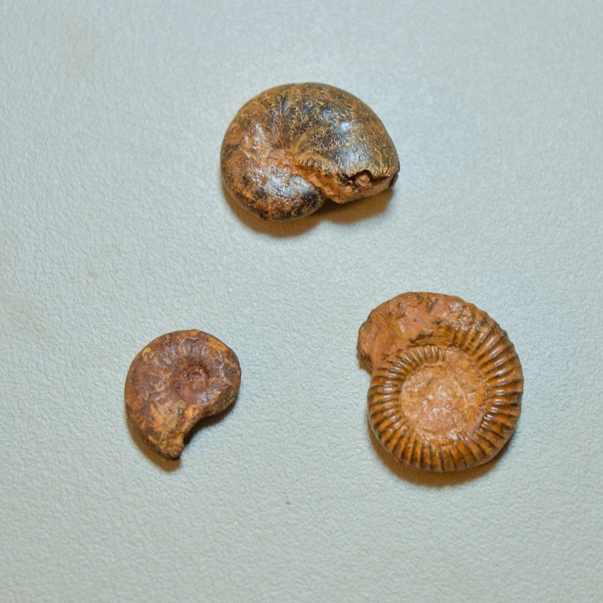 Amazon | 【恐竜が生きたジュラ紀の化石】アンモナイト発掘キット