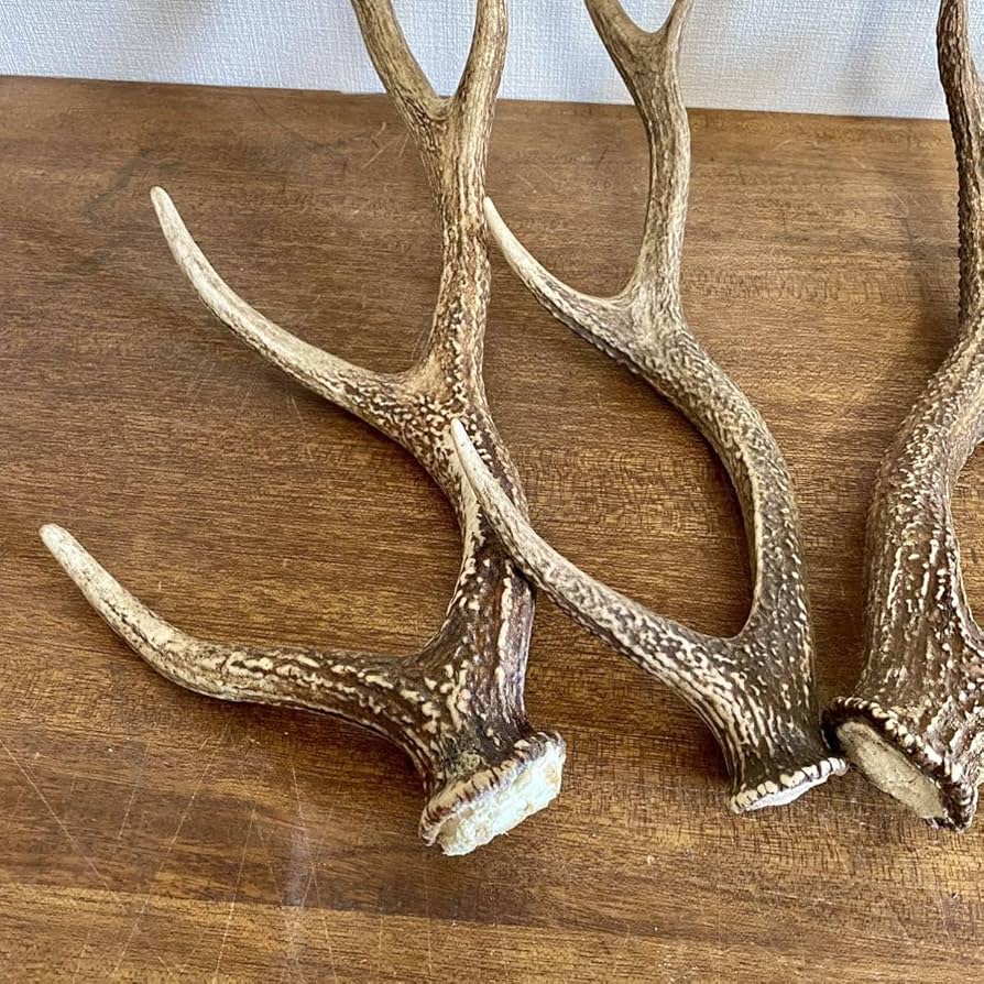 Amazon.co.jp: 大きめの鹿の角4本セット鹿角ディスプレイ飾りオブ