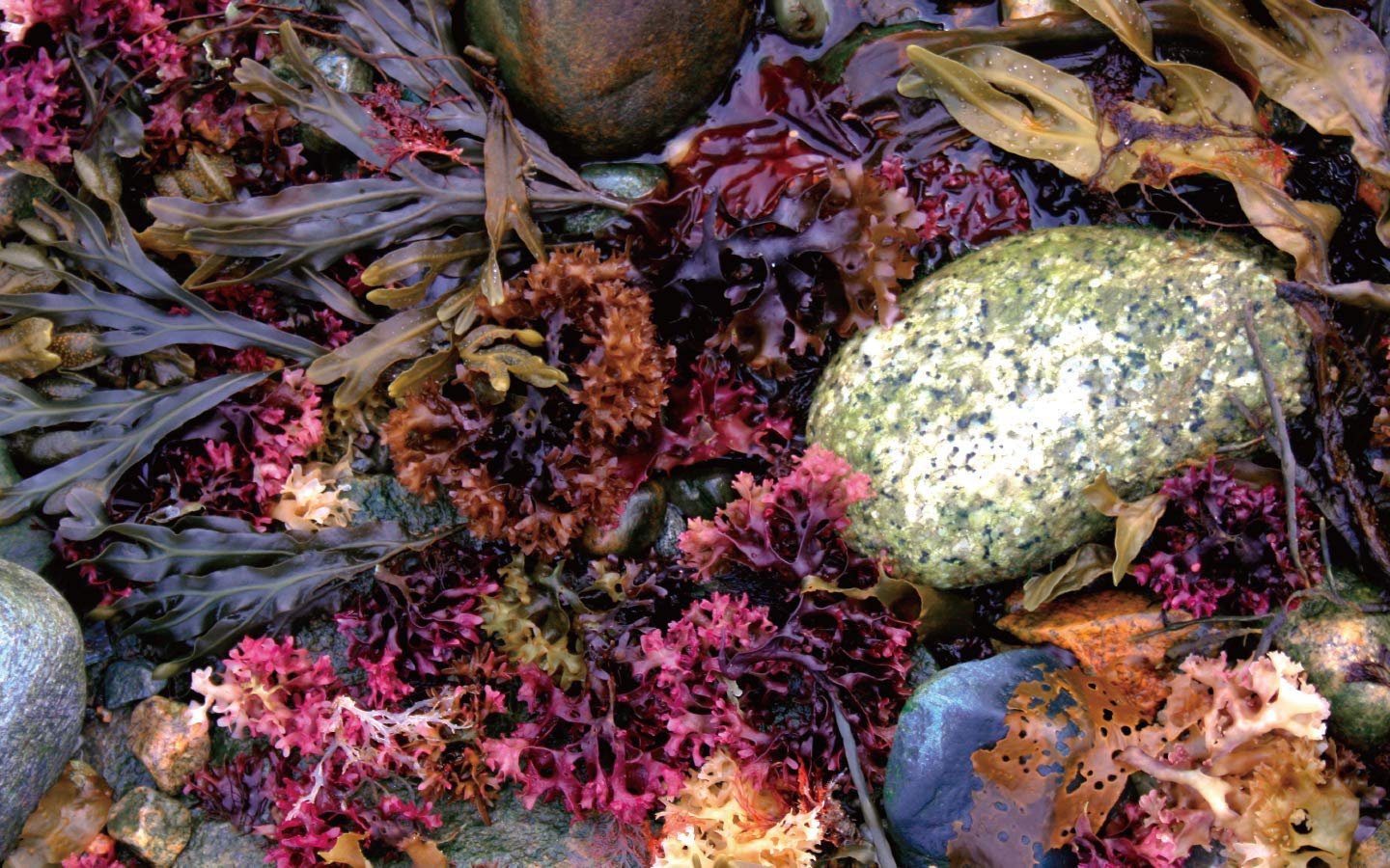 Amazon.co.jp: meravi メラヴィ 美容液 & クリーム セット : ビューティー