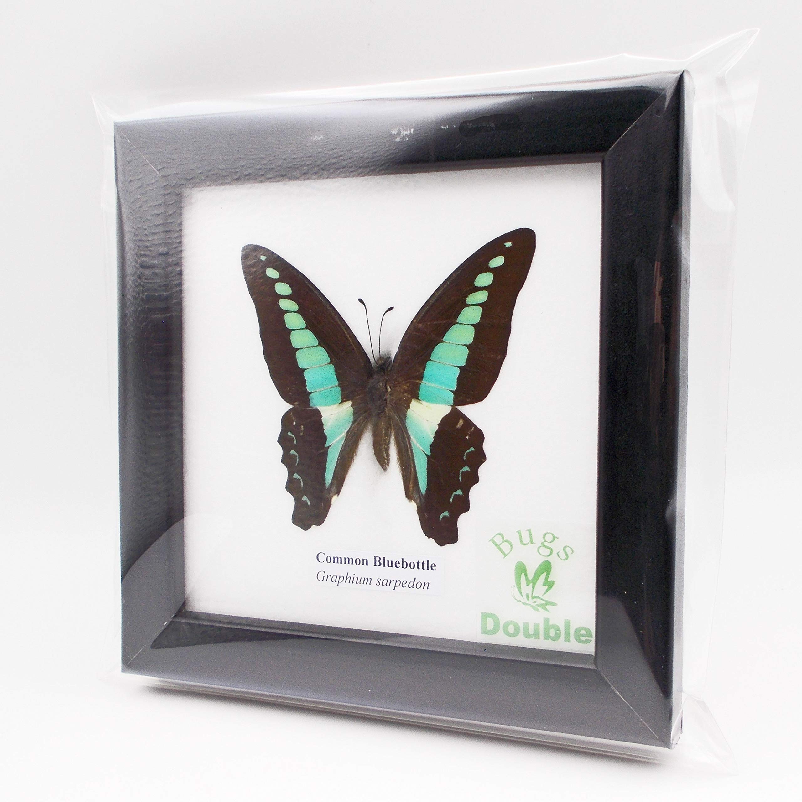 Amazon | 額入り 昆虫標本 蝶 コモン・ブルーボトル (アオスジアゲハ